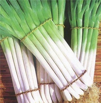 大葱 约400g/份