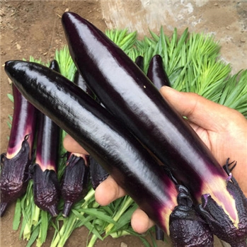 紫把茄子 约450-500g/份