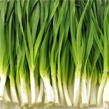 韭菜 约350g/份