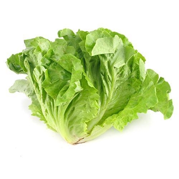 生菜 约350g/份