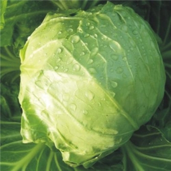 大头菜 约900-1000g/颗