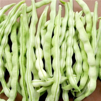 白芸豆 约500g/份