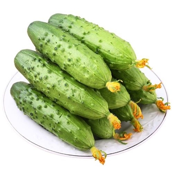 旱黄瓜 约500g/份