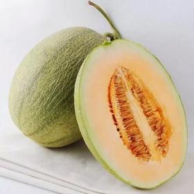 哈密瓜 约1500-1700g/个